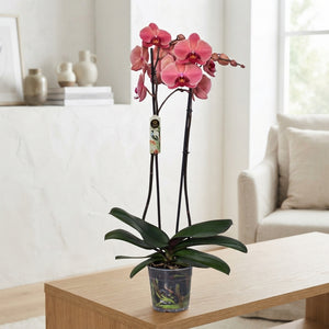 Phalaenopsis Orchid ‘Narbonne’ – 12cm Pot, 70cm