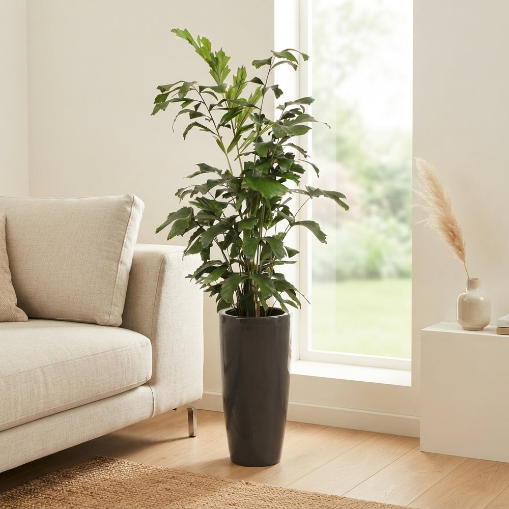 Fishtail Palm (Caryota mitis) – 33cm Pot, 160cm Tall