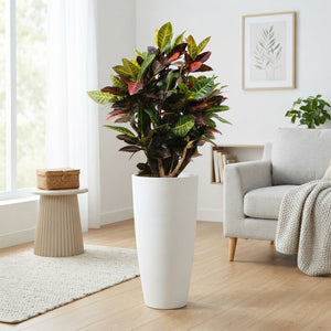 Large-Leaved Croton (Codiaeum variegatum) – 33cm Pot