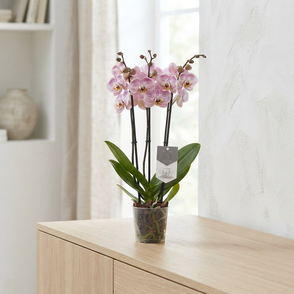 Pink Spotted Phalaenopsis Orchid – 12cm Pot
