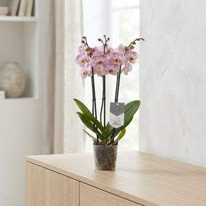 Pink Spotted Phalaenopsis Orchid – 12cm Pot