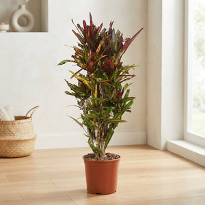 Large-Leaved Croton (Codiaeum variegatum) – 30cm Pot