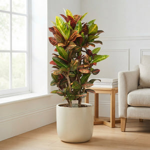 Large-Leaved Croton (Codiaeum variegatum) – 27cm Pot