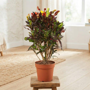 Large-Leaved Croton (Codiaeum) – 27cm Pot, 120cm High