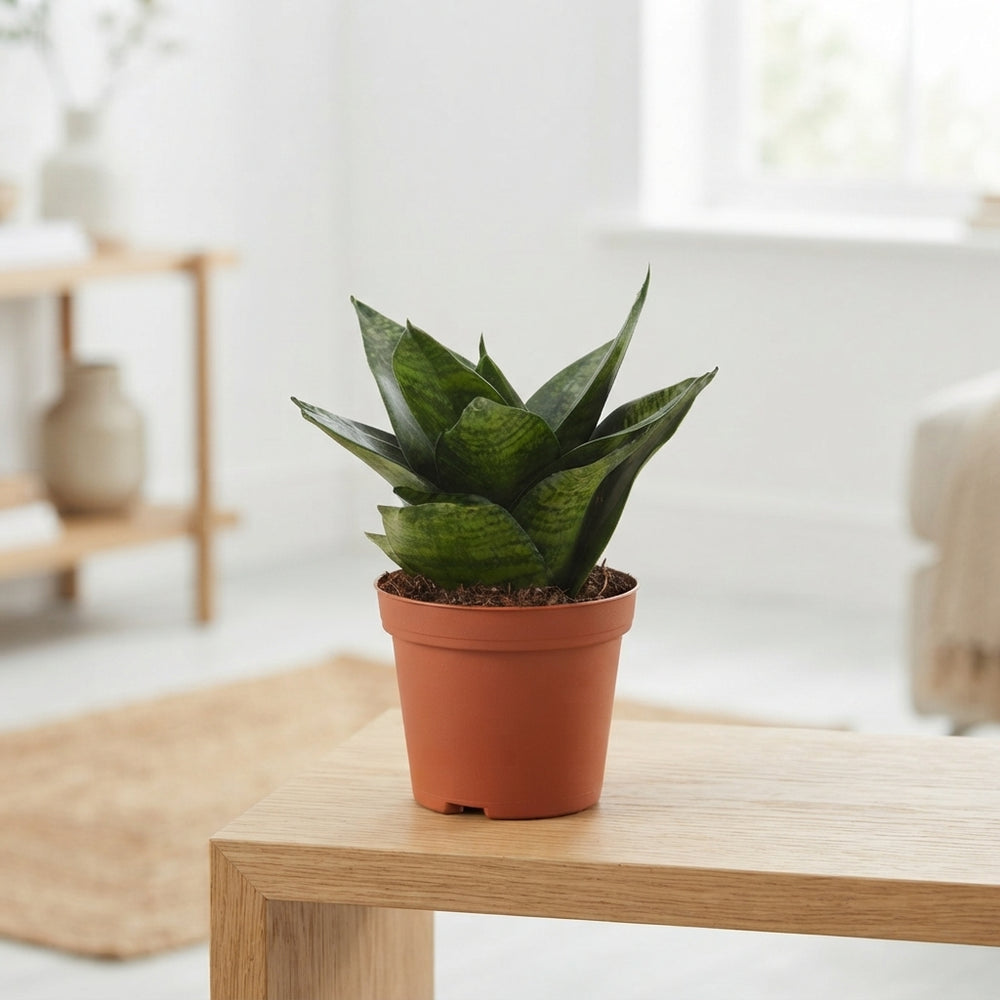 Green Hahnii Snake Plant (Sansevieria trifasciata) – 9cm Pot