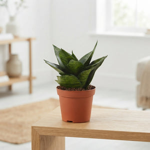 Green Hahnii Snake Plant (Sansevieria trifasciata) – 9cm Pot