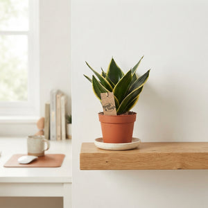 Golden Hahnii Snake Plant (Sansevieria trifasciata) – 9cm Pot