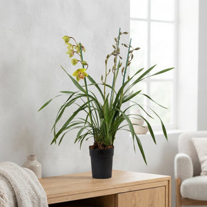 Cymbidium Orchid – 14cm Pot, 85cm High