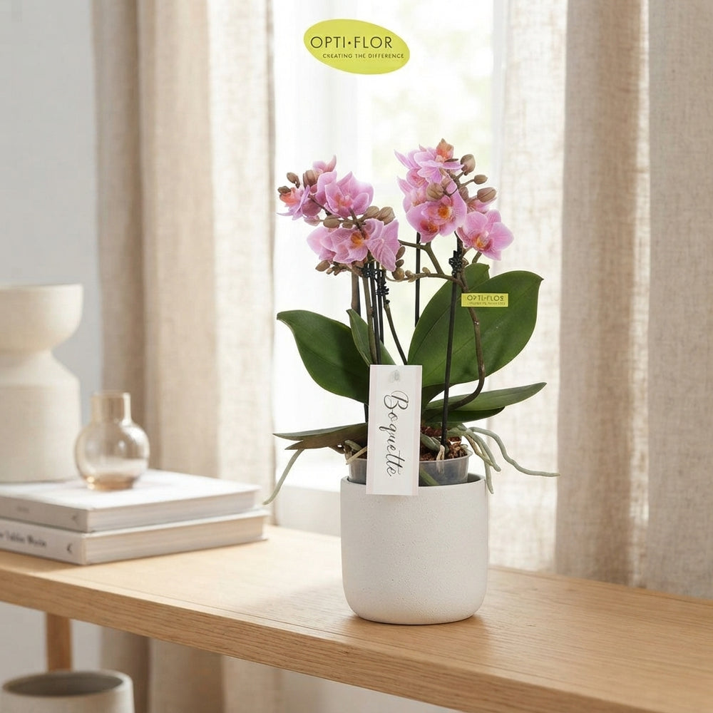 Pink Phalaenopsis Orchid – 12cm Pot, 35cm High