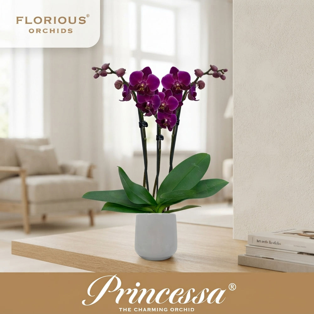Purple Phalaenopsis Orchid – 9cm Ceramic Pot, 40cm