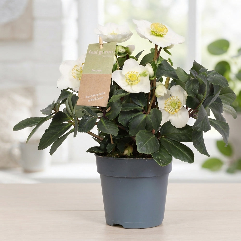 Christmas Carol Hellebore (Helleborus) – 9cm Pot