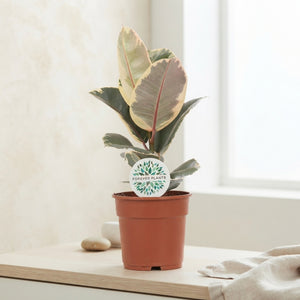 Ficus Elastica ‘Tineke’ – 17cm Pot, 60cm High