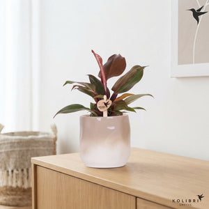 Philodendron Green Houseplant – 9cm Ceramic Pot