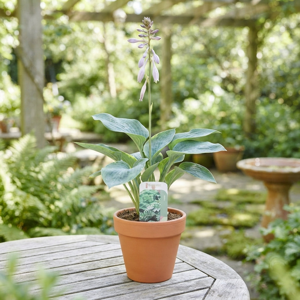 Mixed Hosta Plants – 13cm Pot, Approx. 50cm High