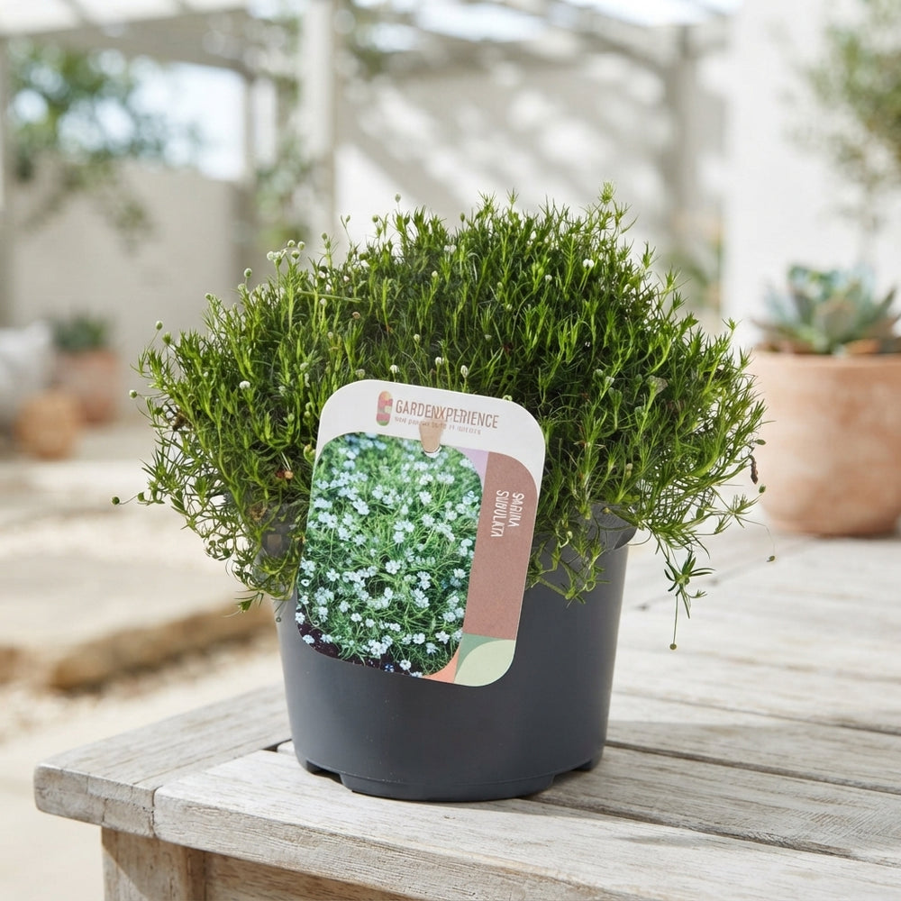 Irish Moss (Sagina subulata) – 13cm Pot