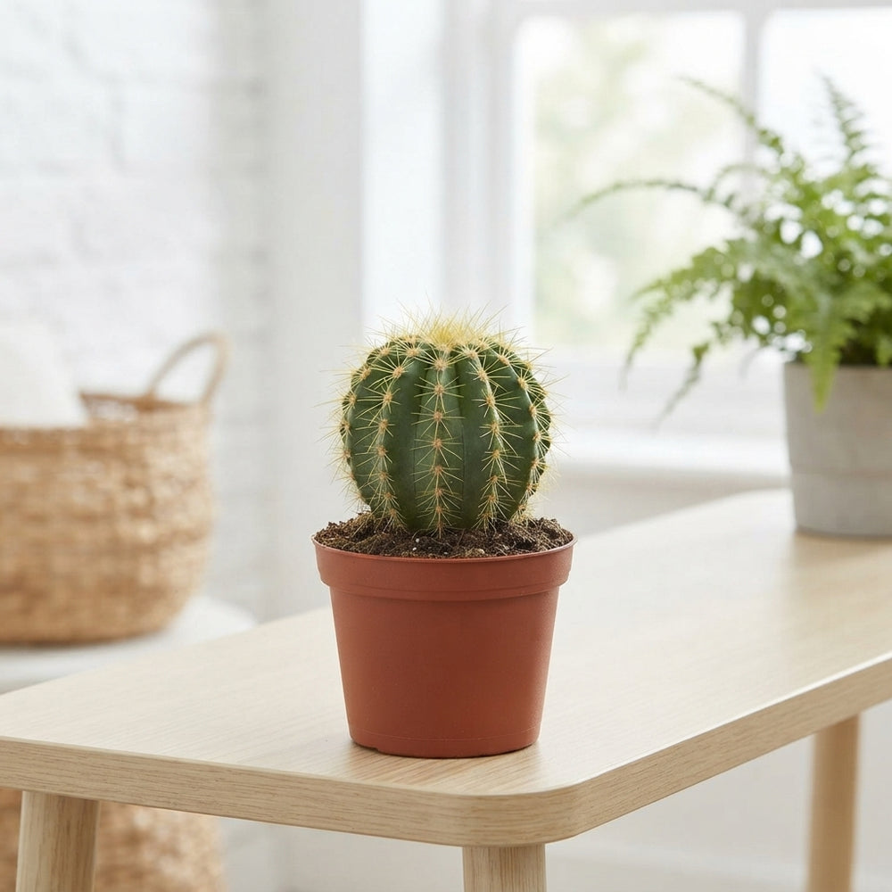 Mixed Cactus and Succulent Collection – 8.5cm Pot