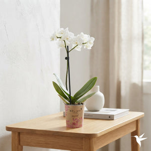 White Phalaenopsis Orchid – 9cm Pot, 40cm High