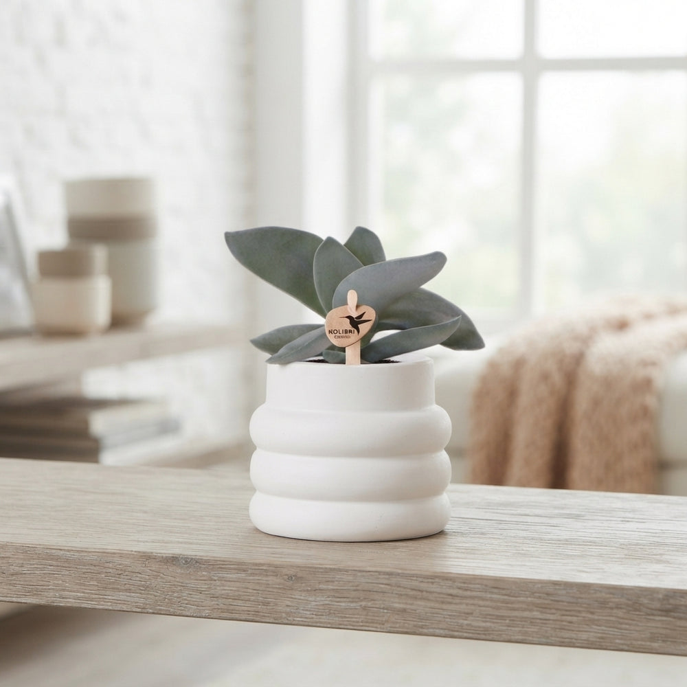 Mixed Succulent Collection – White Bubble Ceramic Pot, 9cm