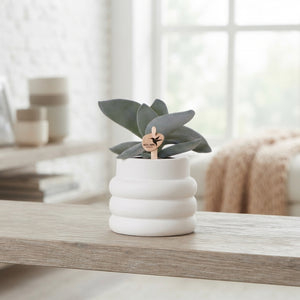 Mixed Succulent Collection – White Bubble Ceramic Pot, 9cm