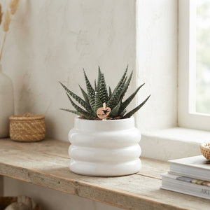 Mixed Succulent Collection – 6cm Ceramic Bubble Pot