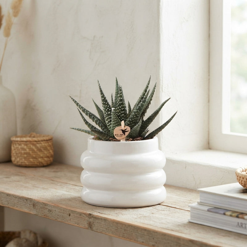 Mixed Succulent Collection – 6cm Ceramic Bubble Pot