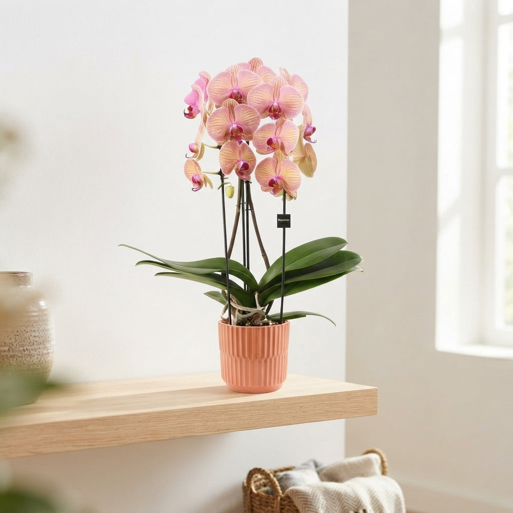 Mixed Phalaenopsis Cascade Orchid – 12cm Pot
