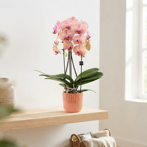 Mixed Phalaenopsis Cascade Orchid – 12cm Pot