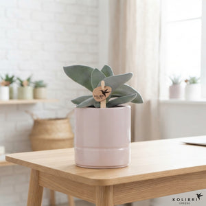 Mixed Succulent Collection – 9cm Ceramic Pot
