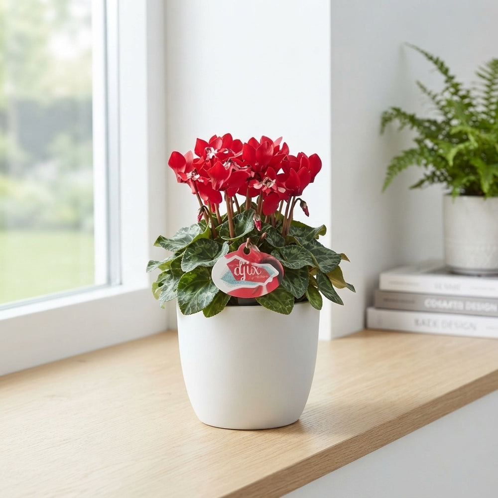 Lilac Cyclamen (Cyclamen persicum) – 10.5cm Pot