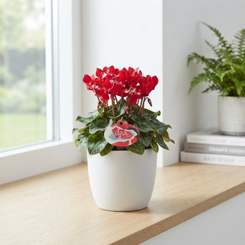 Lilac Cyclamen (Cyclamen persicum) – 10.5cm Pot