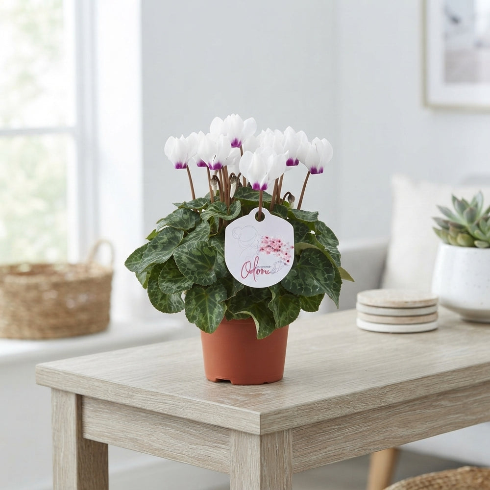 White Cyclamen persicum with Eye – 10.5cm Pot