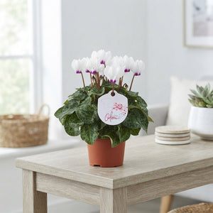 White Cyclamen persicum with Eye – 10.5cm Pot