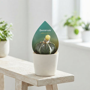 Mixed Cactus and Succulent Collection – 8.5cm Pot