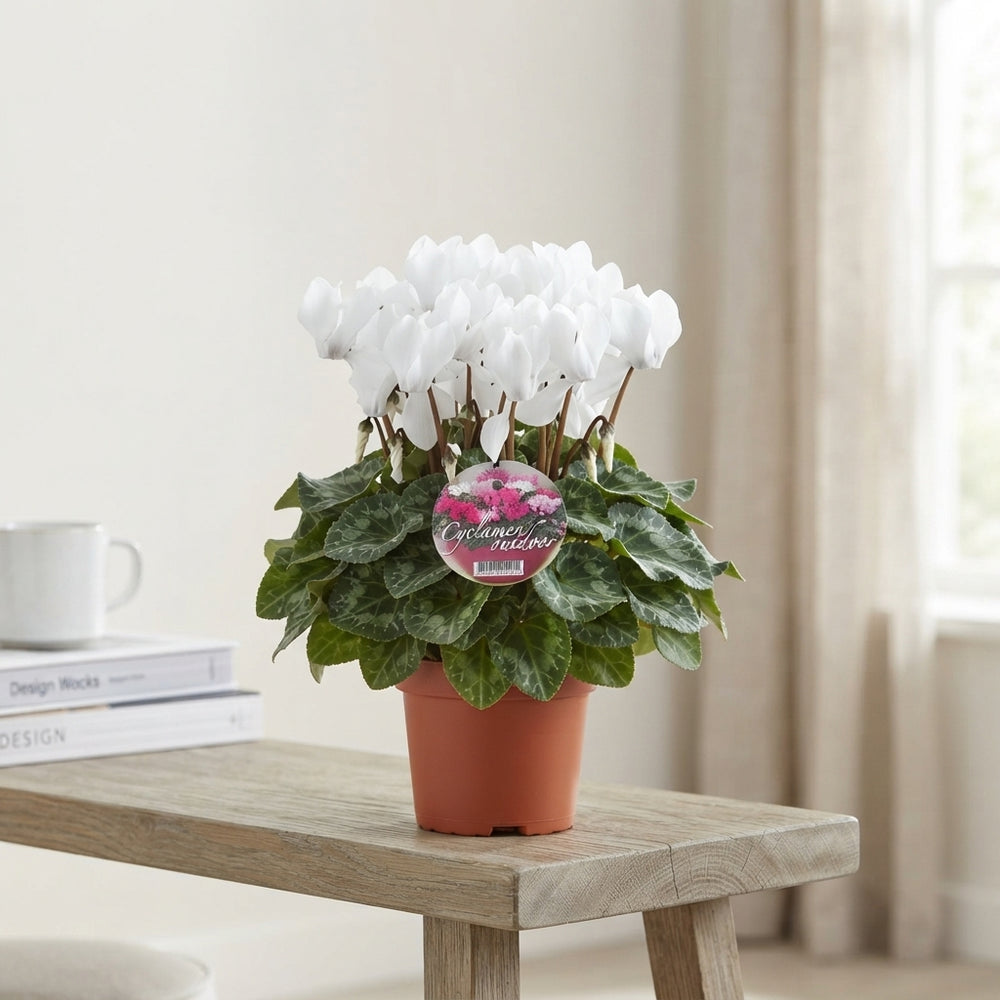 White Cyclamen (Cyclamen persicum) – 10.5cm Pot