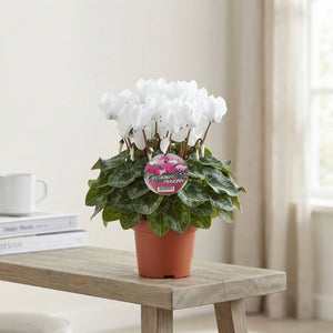 White Cyclamen (Cyclamen persicum) – 10.5cm Pot