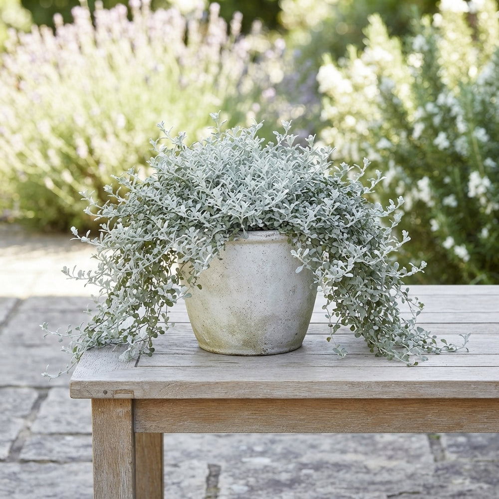 Silver Cushion Bush (Leucophyta brownii) – 23cm Pot