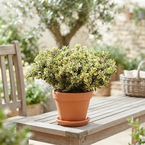 Variegated Hebe – 14cm Pot, 25cm High