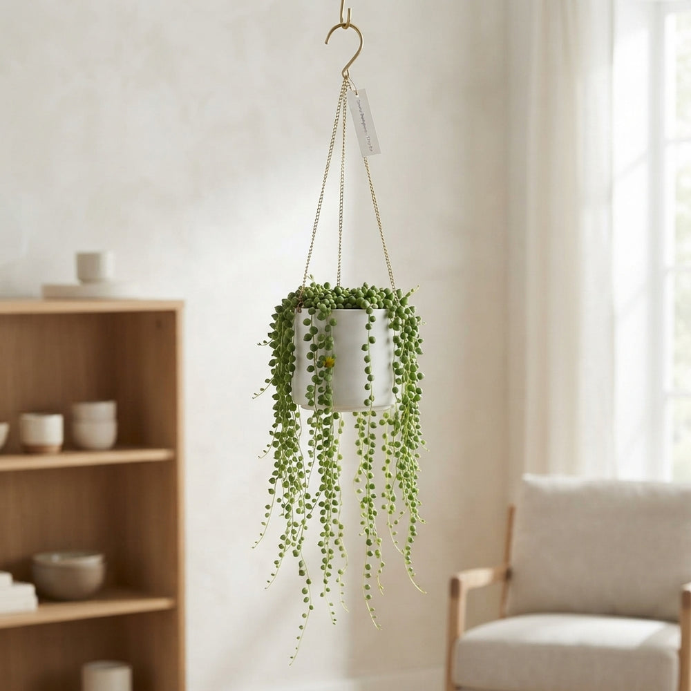 String of Pearls (Senecio rowleyanus) – 17cm Hanging Pot