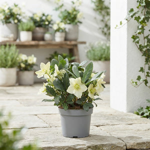 White Hellebore (Helleborus) – 13cm Pot