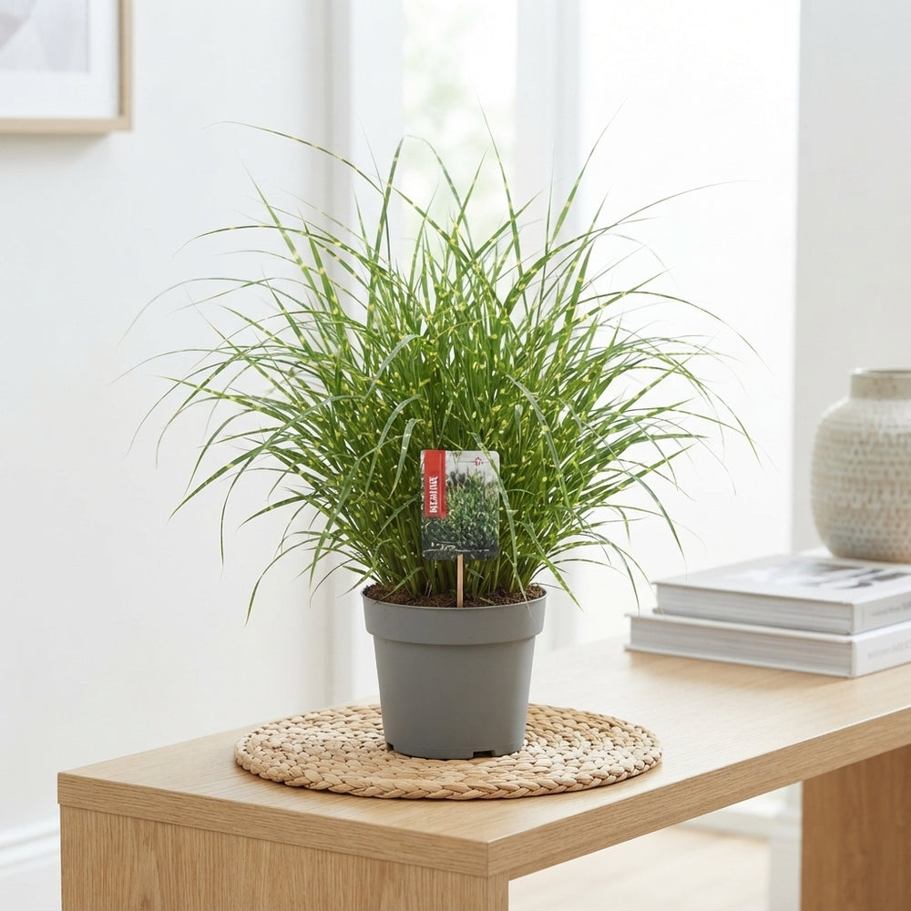 Strictus Chinese Silver Grass (Miscanthus sinensis) – 26cm Pot