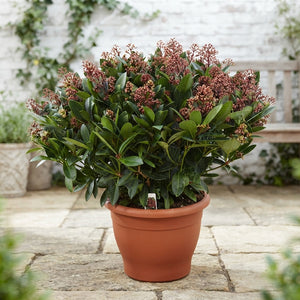 Skimmia japonica 'Rubella' – 35cm Pot, 70cm High