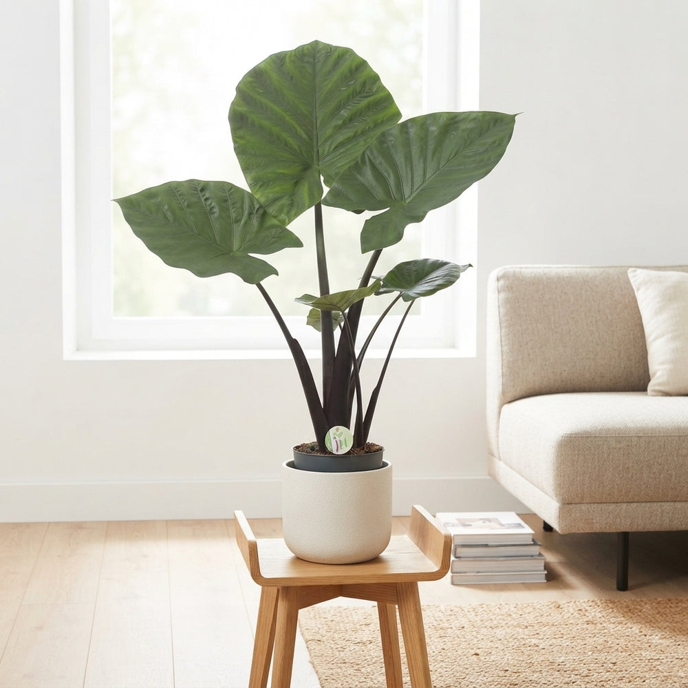 Alocasia Houseplant – 21cm Pot, Approx. 100cm High