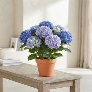 Blue Hydrangea macrophylla – 15cm Pot, 40cm High