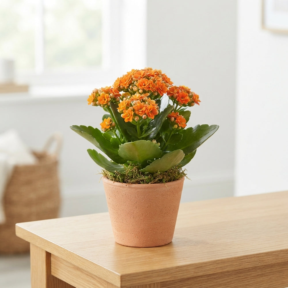 Mixed Colour Potted Plant Arrangement – 5 Plants