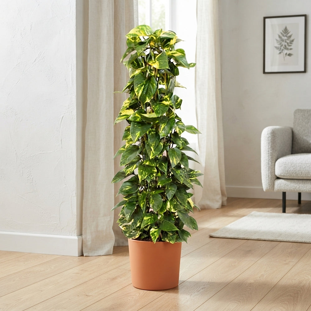 Golden Pothos (Epipremnum aureum) – 24cm Pot