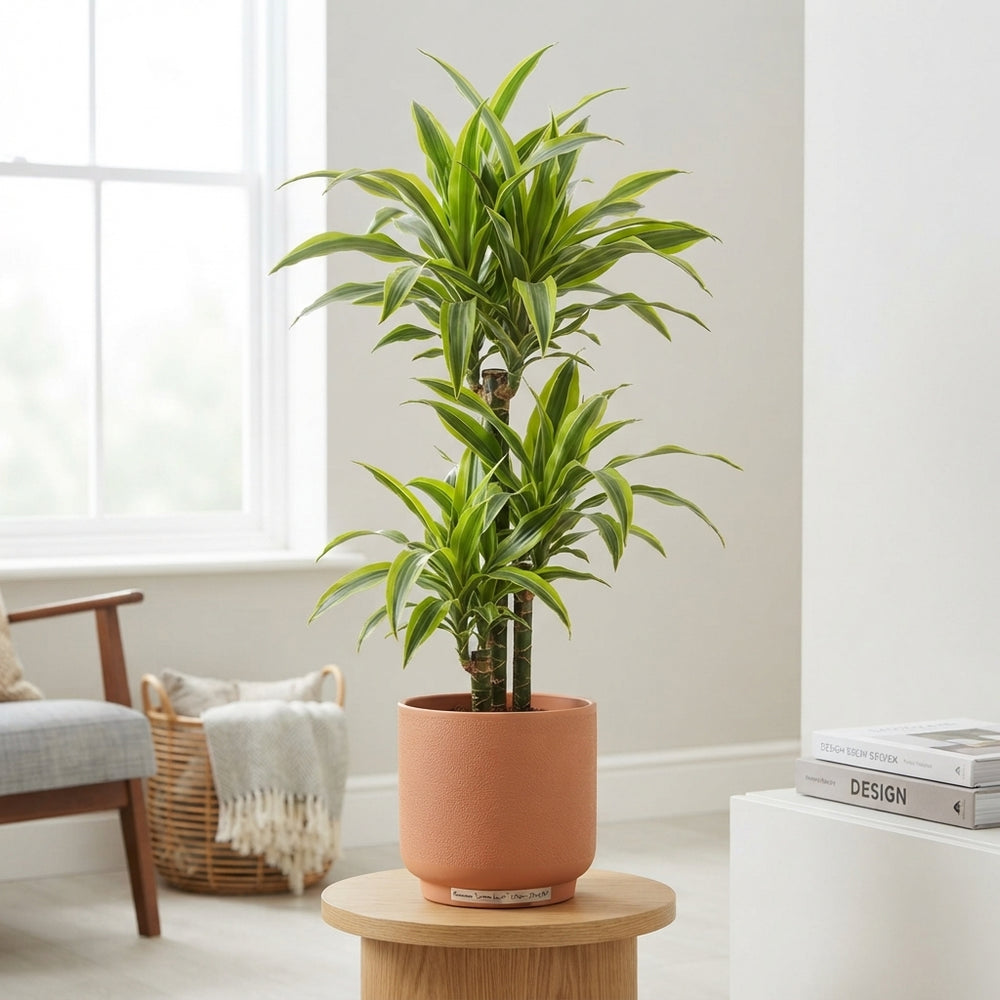 Lemon Lime Dragon Tree (Dracaena fragrans) – 21cm Pot, 120cm