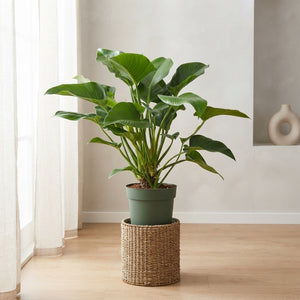 Philodendron Green Beauty – 30cm Pot, 120cm Tall