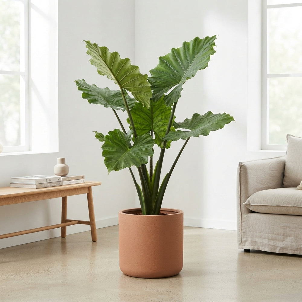 Alocasia Portodora Elephant Ear Plant – 32cm Pot