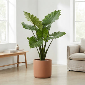 Alocasia Portodora Elephant Ear Plant – 32cm Pot