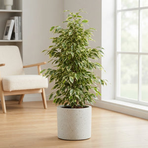 Ficus 'Be Golden King' – 27cm Pot, 150cm Tall